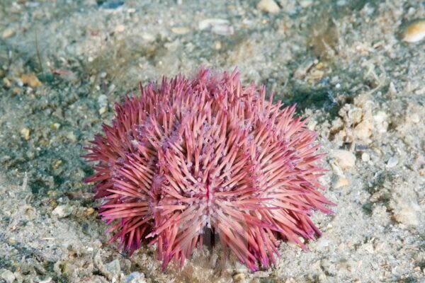 Pincushion Sea Urchin (Lytechinus Variegatus) - Reef Exclusive MA LLC