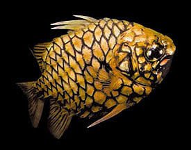 Pineapple Fish (Cleidopus gloriamaris) - Reef Exclusive MA LLC