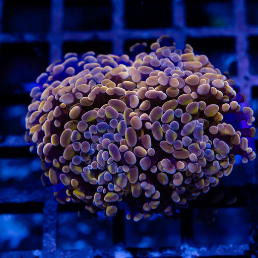 Pink Branching Hammer - Reef Exclusive MA LLC