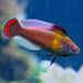 Pink Margin Fairy Wrasse (Cirrhilabrus rubrimarginatus) MALE - Reef Exclusive MA LLC