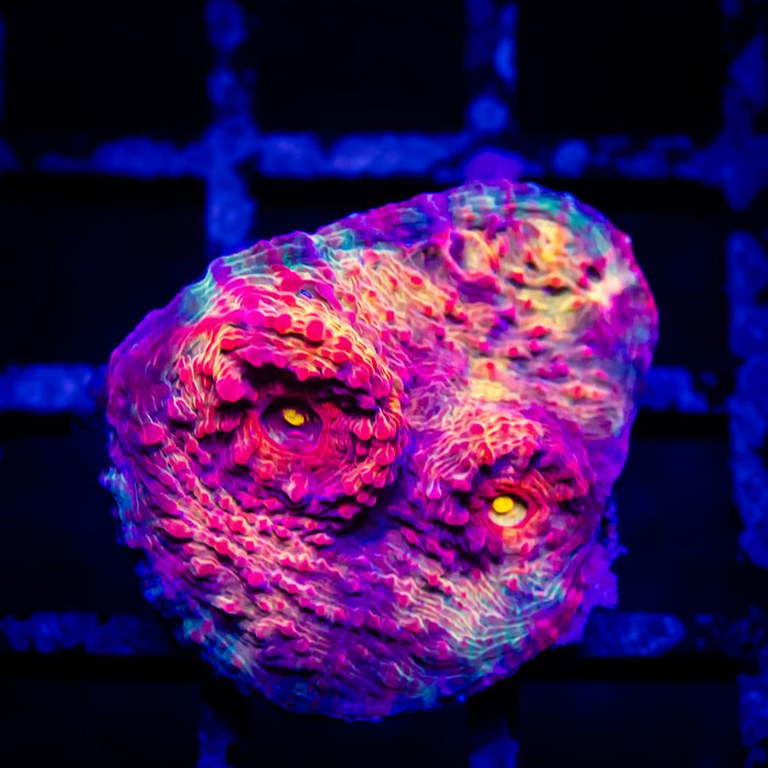 Pink Purple Yellow Chalice Frag - Reef Exclusive MA LLC