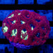 Pink Silver Middle Favites Frag - Reef Exclusive MA LLC