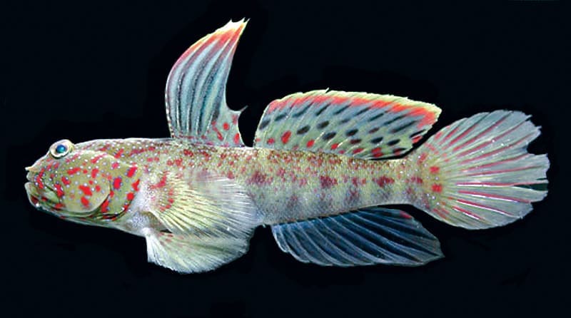 Pink Spotted Watchman Goby (Cryptocentrus Leptocephalus) - Reef Exclusive MA LLC