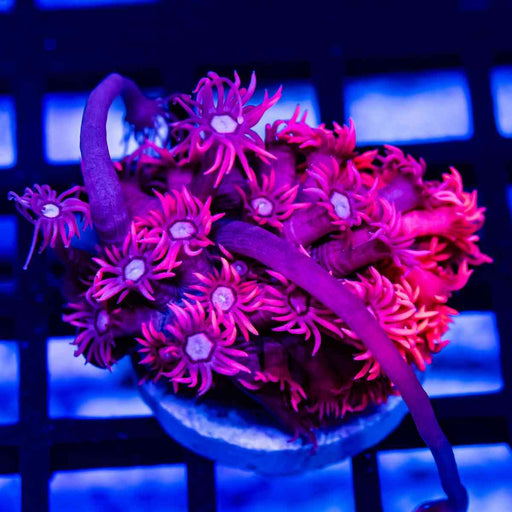 Pink White Dot Goniopora - Reef Exclusive MA LLC