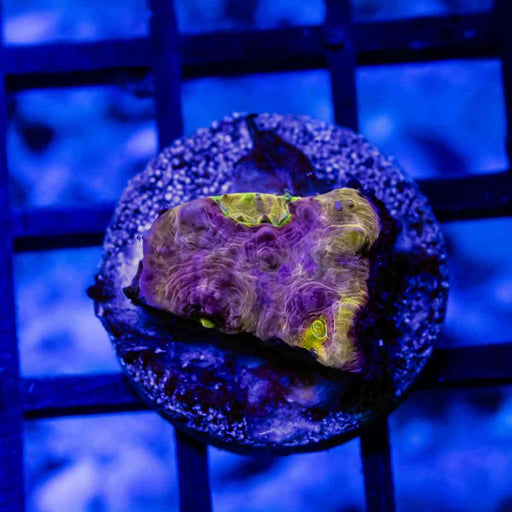 Pink Yellow Alien Eye Chalice Frag - Reef Exclusive MA LLC