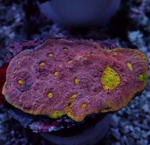 Pink Yellow Alien Eye Chalice Frag - Reef Exclusive MA LLC