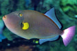 Pinktail Triggerfish (Melichthys Vidua) - Reef Exclusive MA LLC