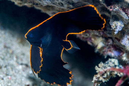 Pinnate Batfish (Platax Pinnatus) Bali Aquarich - Reef Exclusive MA LLC