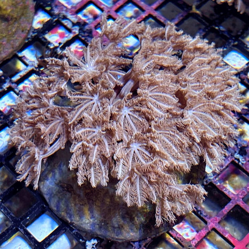 Pipe Organ Coral (Tubipora musica) - Reef Exclusive MA LLC