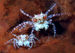 Pom Pom Crab (Lybia sp.) - Reef Exclusive MA LLC