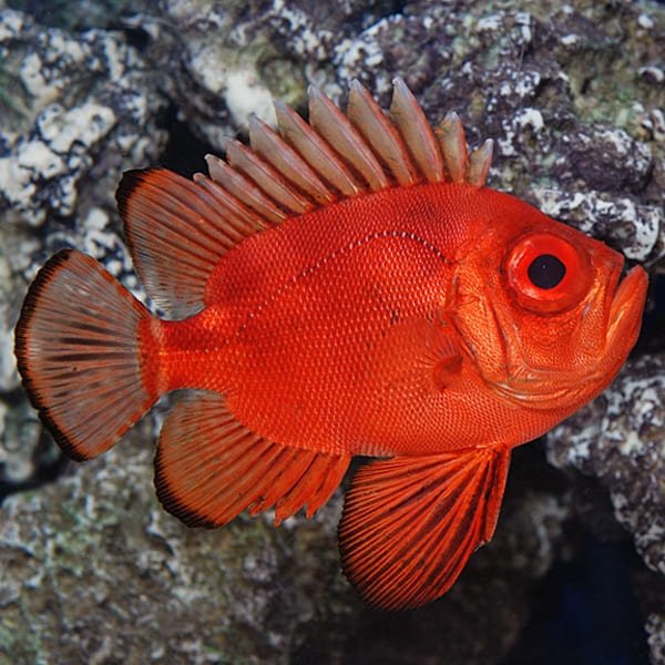 Popeye Catalufa (Pristigenys Serrula) - Reef Exclusive MA LLC