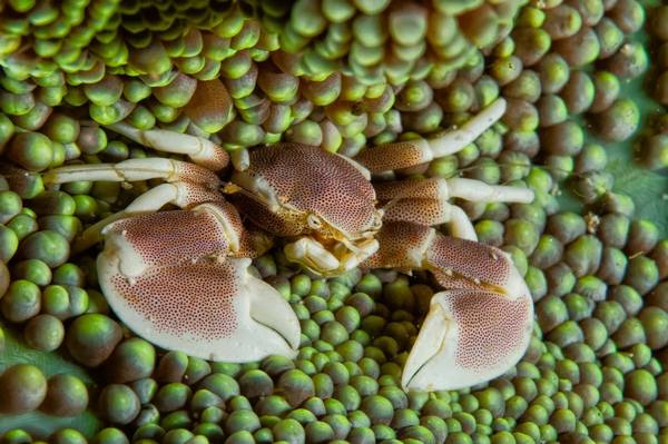 Porcelain Anemone Crab (Neopetrolisthes Maculatus) - Reef Exclusive MA LLC