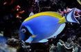 Powder Blue Tang (Acanthurus Leucosternon) - Reef Exclusive MA LLC