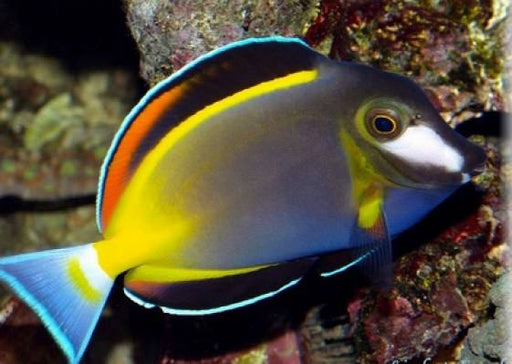 Powder Brown Tang (Acanthurus Japonicus) - Reef Exclusive MA LLC