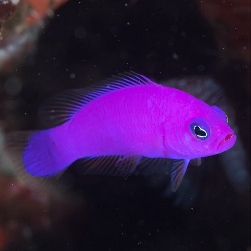 Purple Dottyback (Pseudochromis Porphyreus) - Reef Exclusive MA LLC