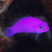 Purple Dottyback (Pseudochromis Porphyreus) - Reef Exclusive MA LLC