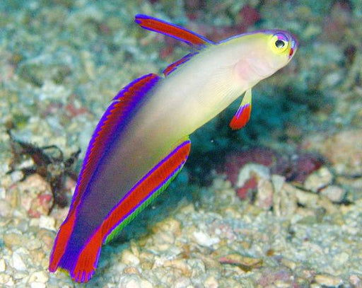 Purple Firefish (Nemateleotris Decora) - Reef Exclusive MA LLC