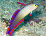 Purple Firefish (Nemateleotris Decora) - Reef Exclusive MA LLC