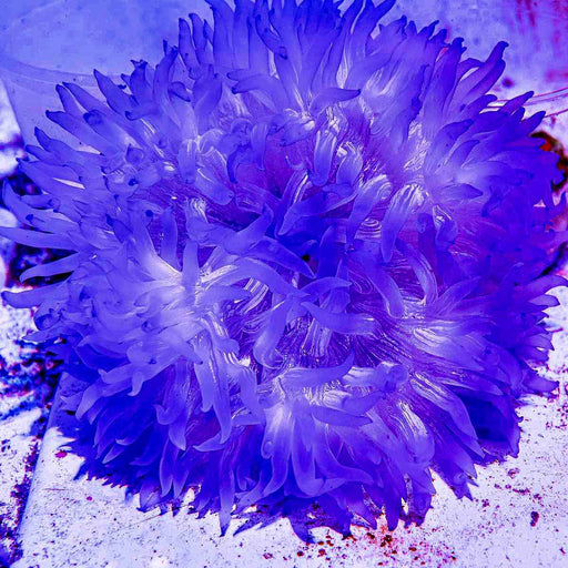 Purple Luxurious Anemone - Reef Exclusive MA LLC