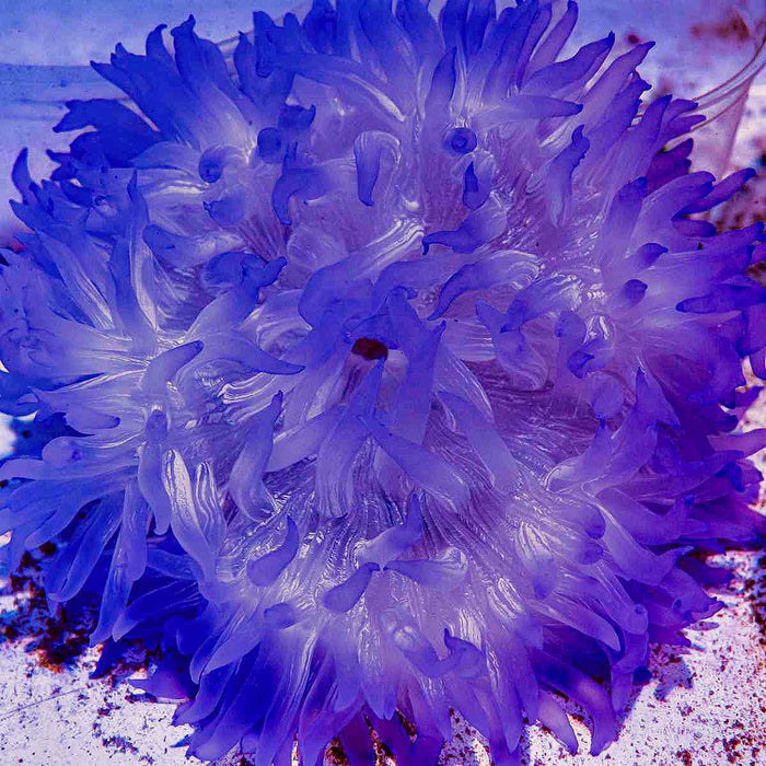 Purple Luxurious Anemone. - Reef Exclusive MA LLC