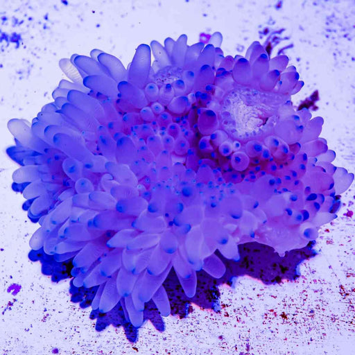 Purple Luxurious Anemone. - Reef Exclusive MA LLC