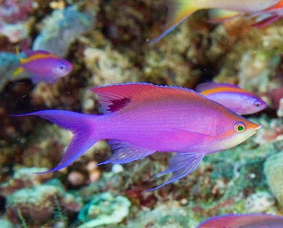 Purple Queen Anthias (Pseudanthias Tuka) Female - Reef Exclusive MA LLC