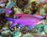 Purple Queen Anthias (Pseudanthias Tuka) Female - Reef Exclusive MA LLC