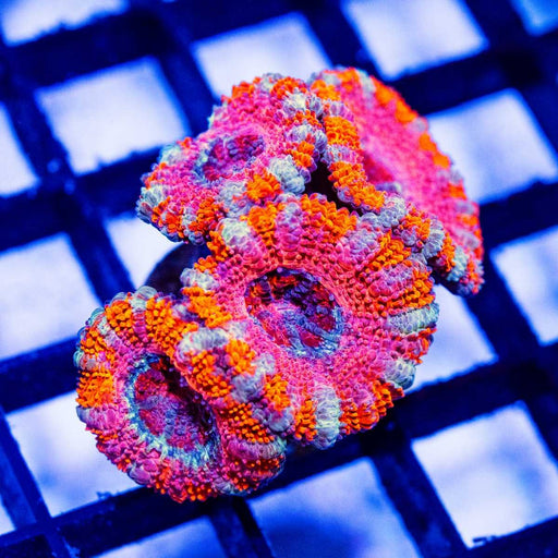 Purple Red Pink Acan Frag - Reef Exclusive MA LLC