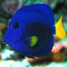 Purple Tang (Zebrasoma Xanthurum) - Reef Exclusive MA LLC