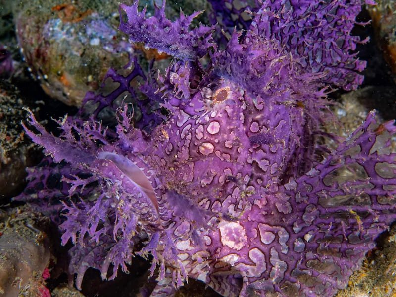 Purple Weedy Scorpionfish (Rhinopias Frondosa) - Reef Exclusive MA LLC