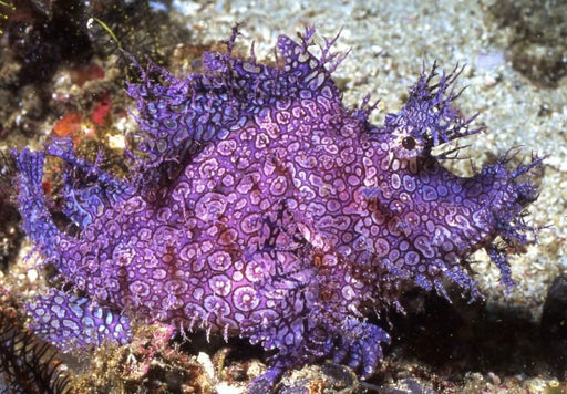 Purple Weedy Scorpionfish (Rhinopias Frondosa) - Reef Exclusive MA LLC