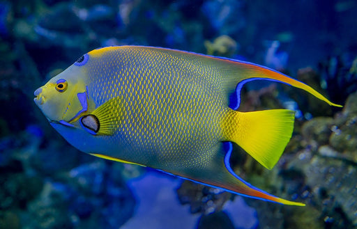 Queen Angelfish (Holacanthus Ciliaris) - Reef Exclusive MA LLC