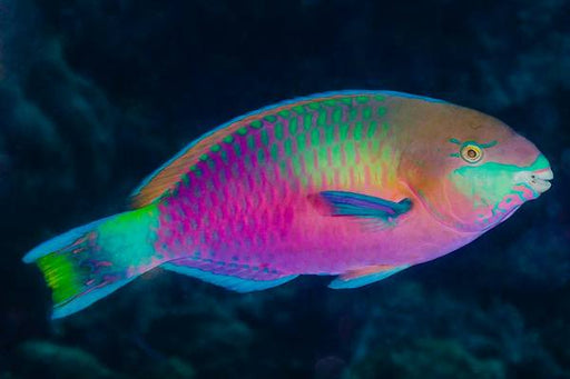 Quoyi Parrotfish (Scarus Quoyi) - Reef Exclusive MA LLC