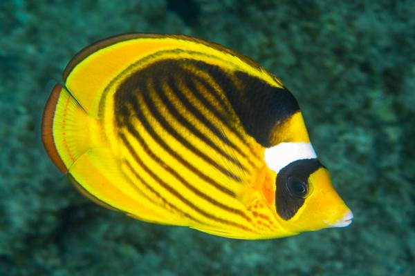 Raccoon Butterflyfish (Chaetodon Lunula) - Reef Exclusive MA LLC