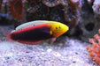 Radiant Wrasse (Halichoeres Iridis) - Reef Exclusive MA LLC