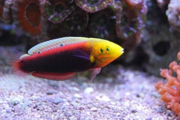 Radiant Wrasse (Halichoeres Iridis) - Reef Exclusive MA LLC