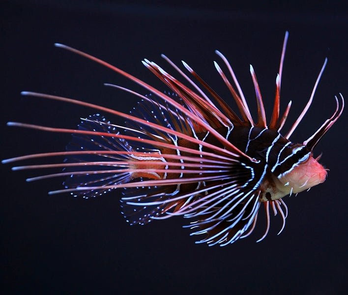 Radiata Lionfish (Pterois radiata) - Reef Exclusive MA LLC