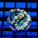 Rainbow Blue Acan Frag - Reef Exclusive MA LLC