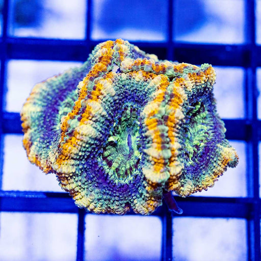 Rainbow Blue Acan Frag - Reef Exclusive MA LLC