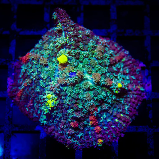 Rainbow Bubble Rhodactis - Reef Exclusive MA LLC