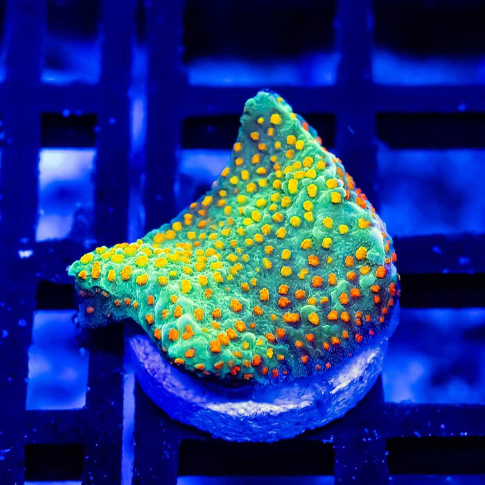 Rainbow Monti - Reef Exclusive MA LLC