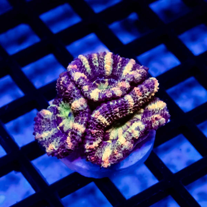 Rainbow Striped Acan Frag - Reef Exclusive MA LLC