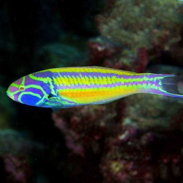 Rainbow Wrasse (Thalassoma Quinquevittatum) - Reef Exclusive MA LLC