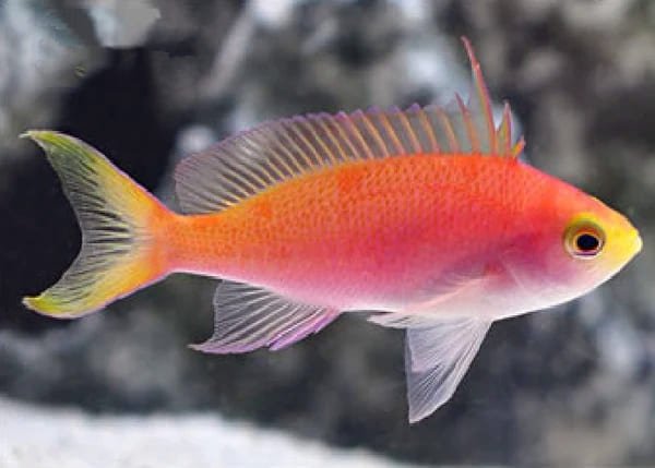 Randall's Anthias (Pseudanthisas Randalli) Female - Reef Exclusive MA LLC