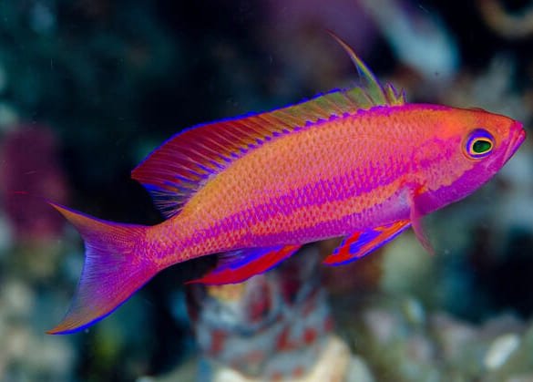 Randall's Anthias (Pseudanthisas Randalli) Male - Reef Exclusive MA LLC