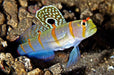 Randall's prawn goby (Amblyeleotris Randalli) - Reef Exclusive MA LLC