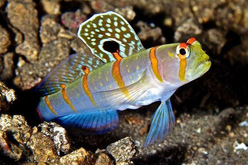 Randall's prawn goby (Amblyeleotris Randalli) - Reef Exclusive MA LLC