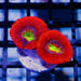 RAR Acan Frag - Reef Exclusive MA LLC