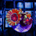 RAR Acan Frag - Reef Exclusive MA LLC