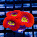 RAR Acan Frag - Reef Exclusive MA LLC